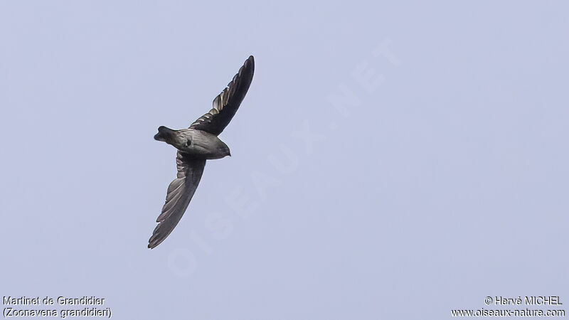 Madagascar Spinetail