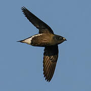 Brown-backed Needletail