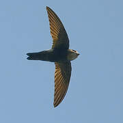 House Swift