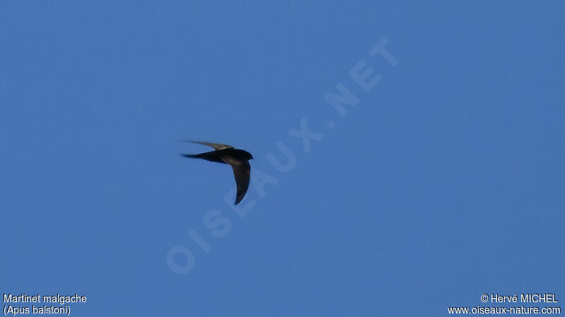 Malagasy Black Swift