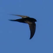 Malagasy Black Swift