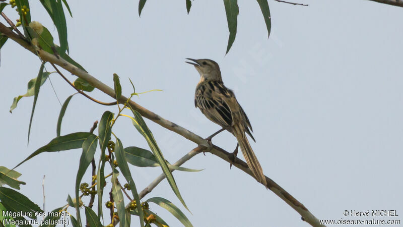 Striated Grassbird