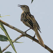 Striated Grassbird