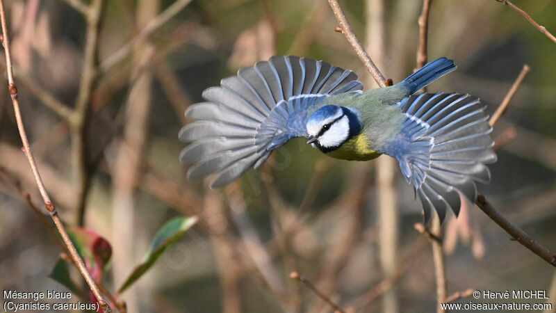 Mésange bleue