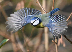 Eurasian Blue Tit