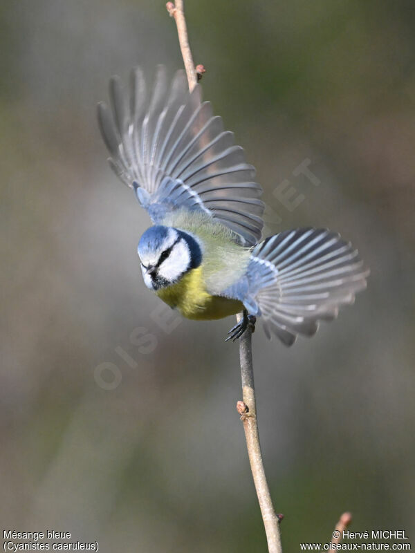 Mésange bleue