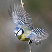 Eurasian Blue Tit