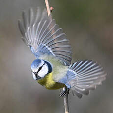 Mésange bleue