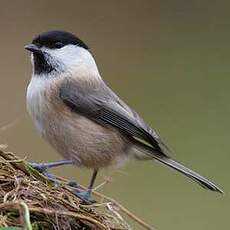 Mésange boréale