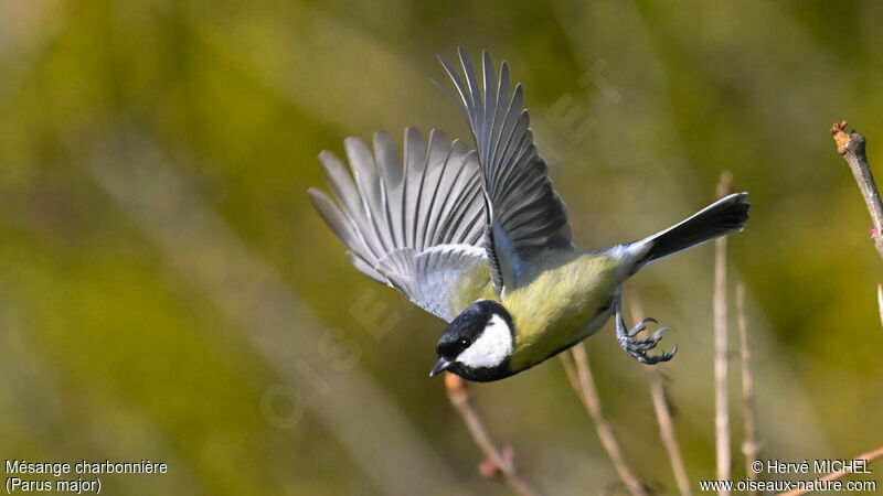 Great Tit