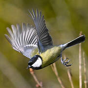 Great Tit