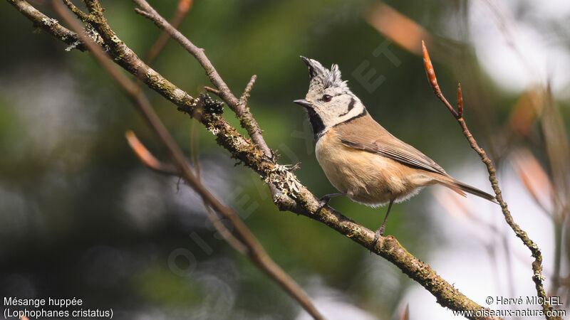 Crested Tit