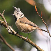 Mésange huppée