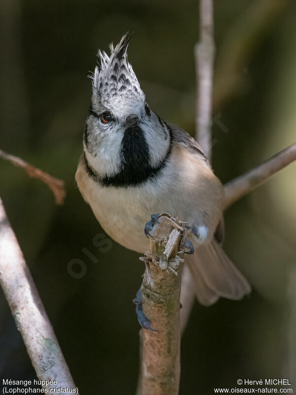 Mésange huppée