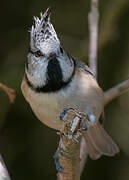 Crested Tit