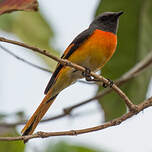 Minivet oranor