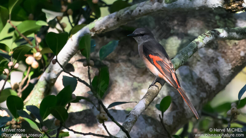 Minivet rose