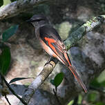 Minivet rose