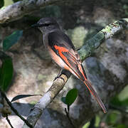 Rosy Minivet