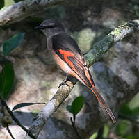 Minivet rose