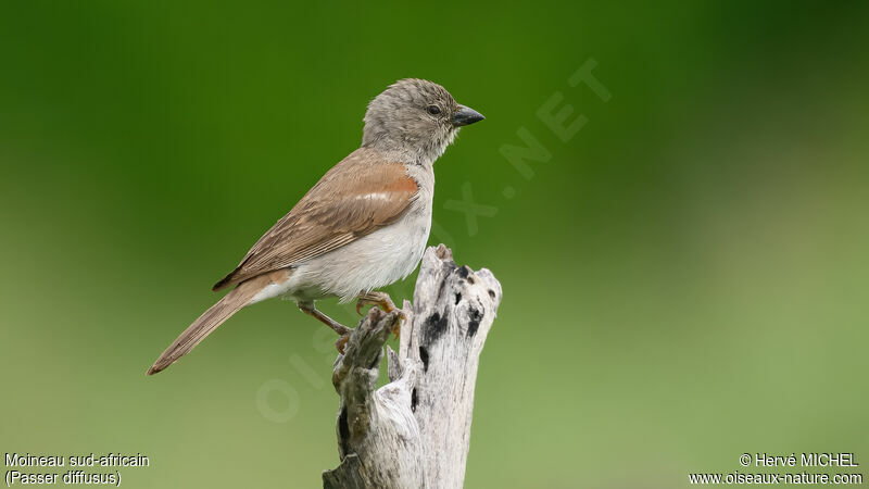 Moineau sud-africain