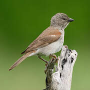 Moineau sud-africain