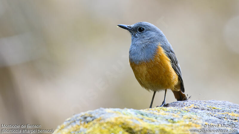 Forest Rock Thrush (bensoni) male adult