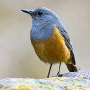 Forest Rock Thrush (bensoni)