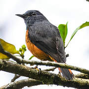 Forest Rock Thrush