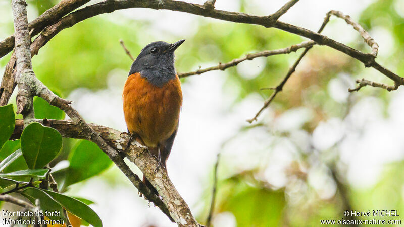 Forest Rock Thrush male adult breeding