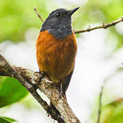 Forest Rock Thrush