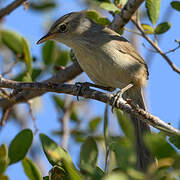 Subdesert Brush Warbler