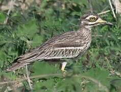 Indian Stone-curlew