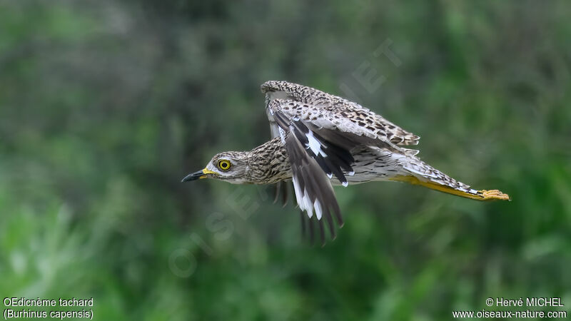 Spotted Thick-knee