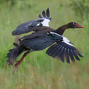 Spur-winged Goose