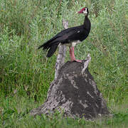 Spur-winged Goose