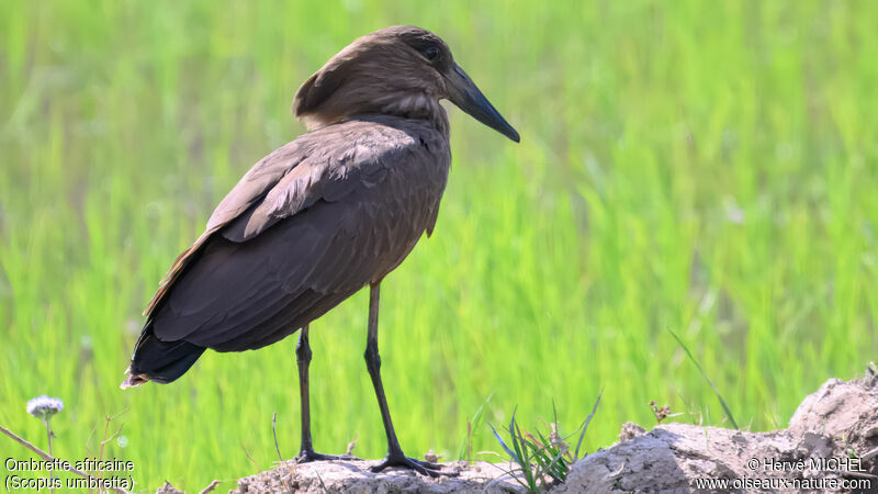 Hamerkop