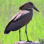 Hamerkop