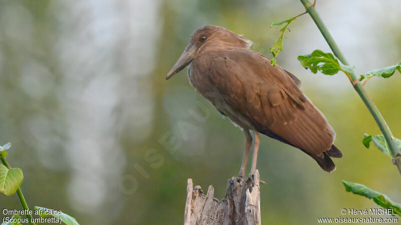 Hamerkop