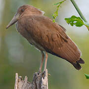 Hamerkop