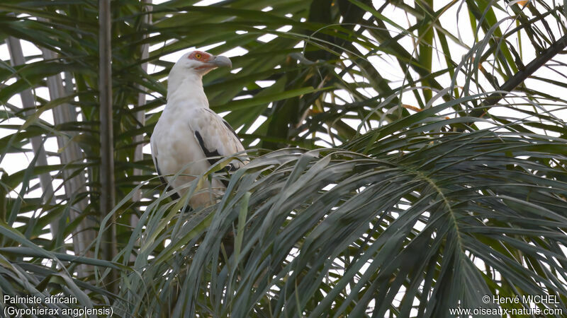 Palm-nut Vulture