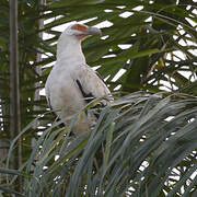 Palm-nut Vulture