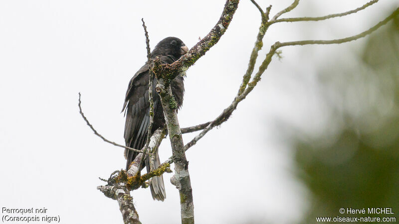 Lesser Vasa Parrot