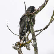 Lesser Vasa Parrot