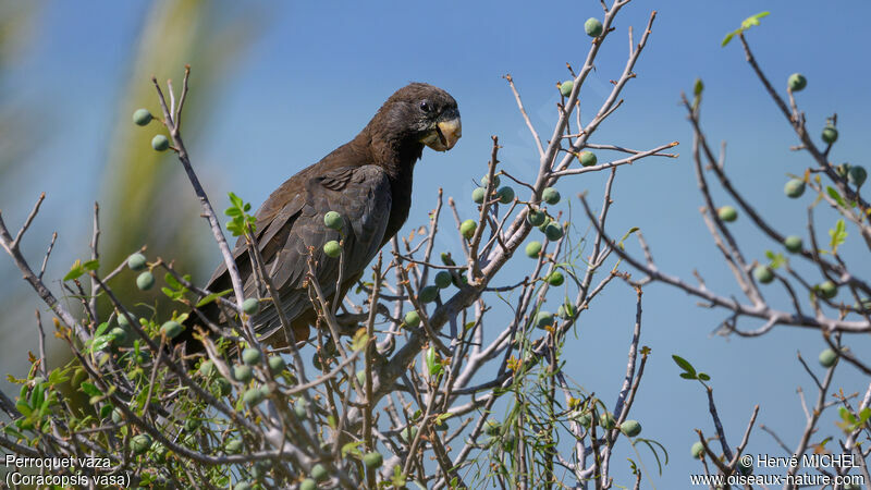 Greater Vasa Parrot