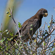 Greater Vasa Parrot