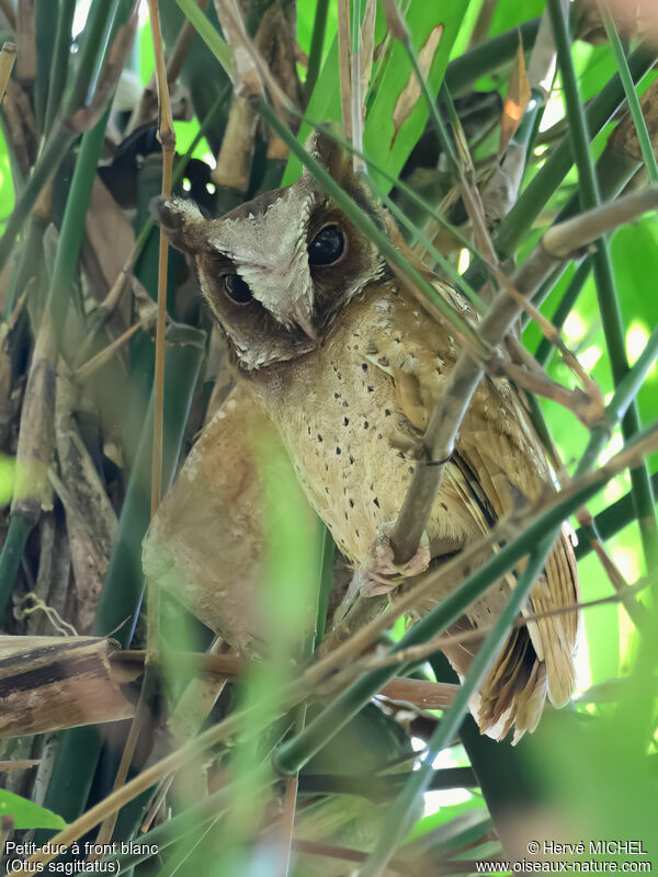 Petit-duc à front blanc