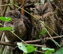 Rainforest Scops Owl