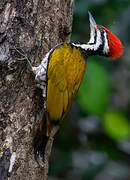 Common Flameback