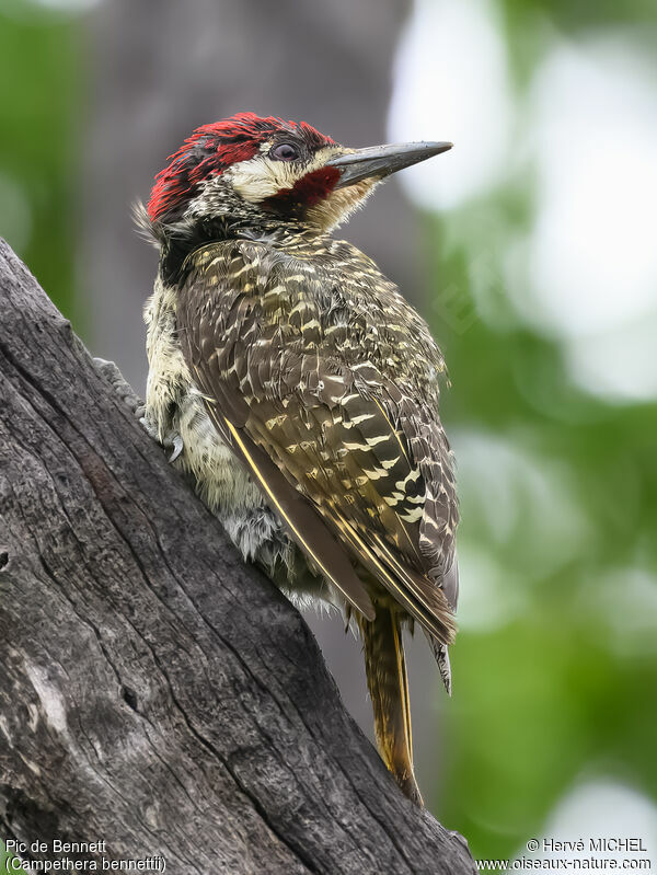 Bennett's Woodpecker male adult